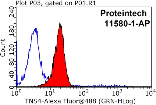 [11580-1-AP-150UL] TNS4 Polyclonal antibody