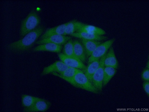 [11585-1-AP-20UL] SRP68 Polyclonal antibody