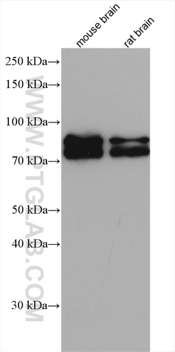 [11589-1-AP-20UL] BRSK2 Polyclonal antibody