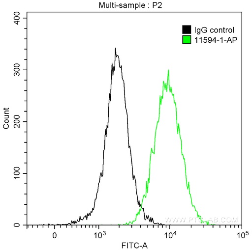 [11594-1-AP-20UL] ACP5 Polyclonal antibody