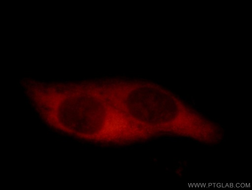 [11603-1-AP-20UL] CCT5 Polyclonal antibody