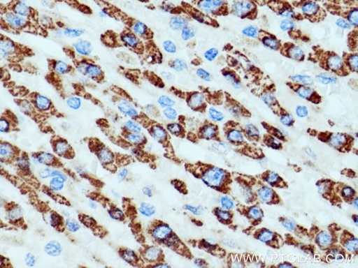 [11604-1-AP-150UL] ALDH4A1 Polyclonal antibody
