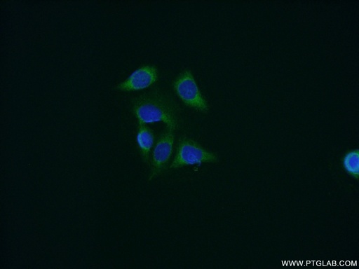 [11607-1-AP-20UL] Cyclophilin B Polyclonal antibody