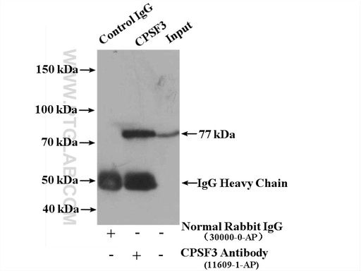 [11609-1-AP-150UL] CPSF3 Polyclonal antibody