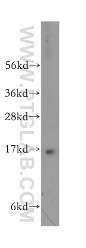 [11618-1-AP-20UL] PRRG2 Polyclonal antibody