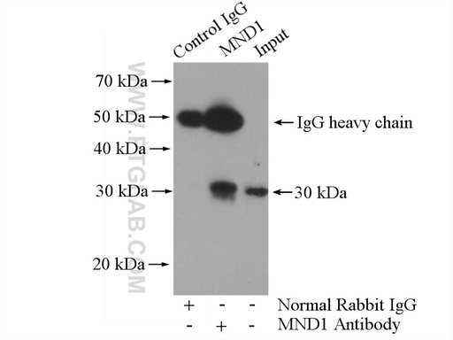 [11636-1-AP-150UL] MND1 Polyclonal antibody