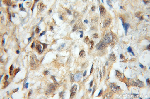 [11639-1-AP-150UL] MRFAP1 Polyclonal antibody
