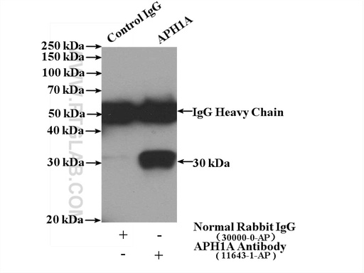 [11643-1-AP-150UL] APH1A Polyclonal antibody