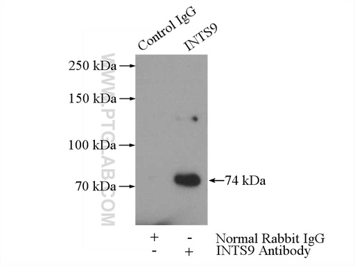 [11657-1-AP-150UL] INTS9 Polyclonal antibody