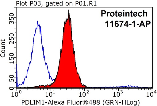 [11674-1-AP-20UL] PDLIM1/CLP36 Polyclonal antibody