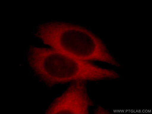 [11687-1-AP-20UL] DYNLT3 Polyclonal antibody
