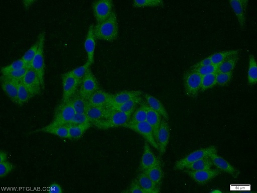 [11691-1-AP-150UL] SERF2 Polyclonal antibody