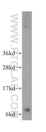 [11693-1-AP-150UL] GNG2 Polyclonal antibody