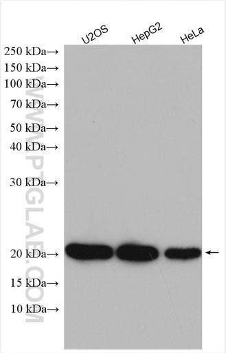 [11694-1-AP-20UL] ARL5B Polyclonal antibody
