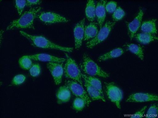 [11701-1-AP-20UL] TSFM Polyclonal antibody