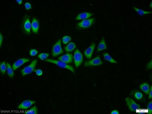 [11706-1-AP-20UL] MRPL23 Polyclonal antibody