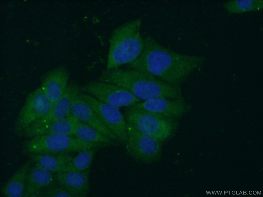 [11713-1-AP-20UL] DNAJA1 Polyclonal antibody