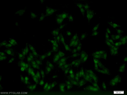 [11719-1-AP-150UL] MNAT1 Polyclonal antibody
