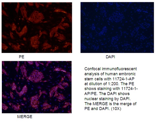 [11724-1-AP-20UL] LIN28 Polyclonal antibody
