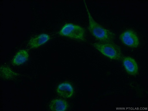 [11728-1-AP-150UL] CHCHD1 Polyclonal antibody