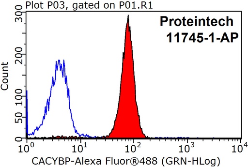 [11745-1-AP-150UL] CACYBP Polyclonal antibody