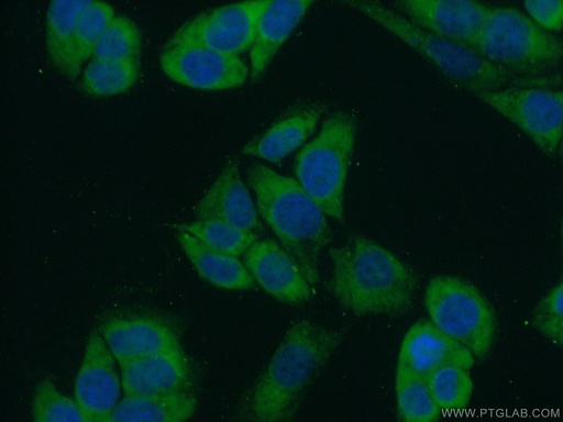 [11755-1-AP-20UL] FKBP3 Polyclonal antibody