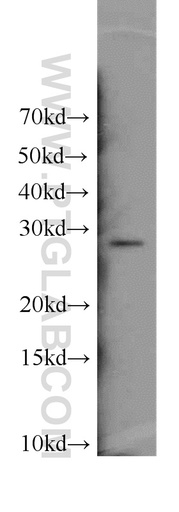 [11763-1-AP-20UL] ENOPH1 Polyclonal antibody