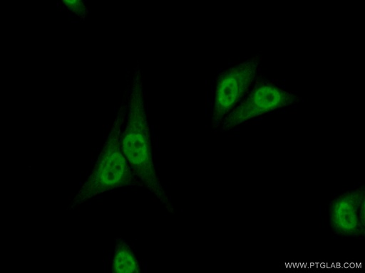 [11773-1-AP-150UL] NFIL3 Polyclonal antibody