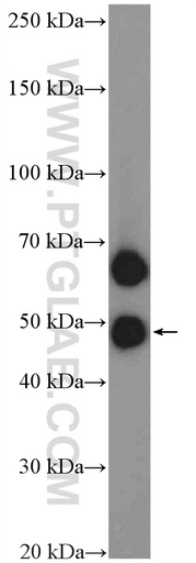 [11818-1-AP-150UL] PILRA Polyclonal antibody