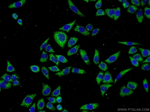 [11851-1-AP-20UL] SERPINA10 Polyclonal antibody