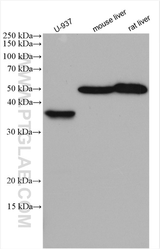 [11862-1-AP-20UL] TNFSF13B Polyclonal antibody