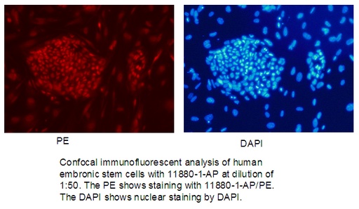 [11880-1-AP-20UL] KLF4 Polyclonal antibody