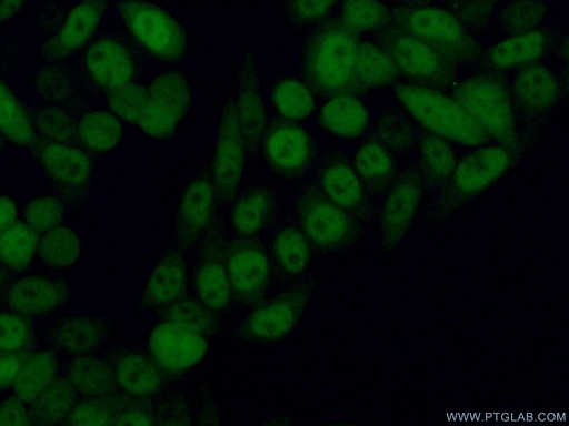 [11887-1-AP-20UL] PSMA3 Polyclonal antibody