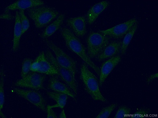 [11892-1-AP-20UL] Apolipoprotein H Polyclonal antibody