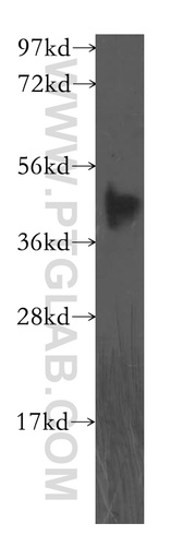 [11903-1-AP-150UL] FBXO8 Polyclonal antibody