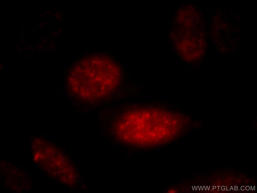 [11919-1-AP-20UL] AGFG2 Polyclonal antibody