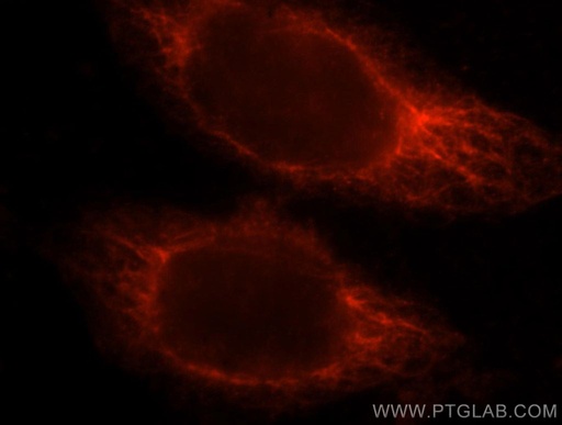 [11921-1-AP-20UL] RASSF6 Polyclonal antibody