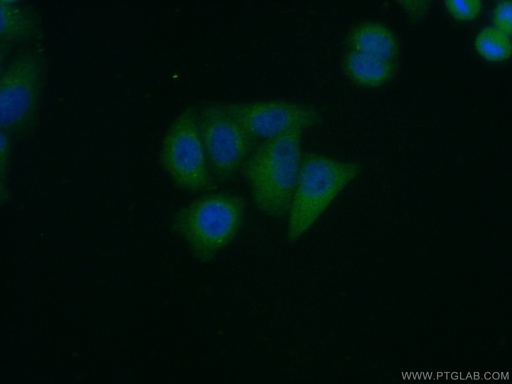 [11927-1-AP-20UL] ERGIC2 Polyclonal antibody