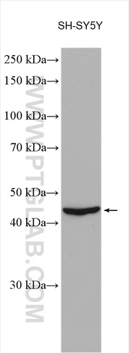 [11928-1-AP-20UL] TMEFF2 Polyclonal antibody