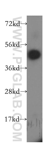 [11930-1-AP-150UL] MS4A6A Polyclonal antibody