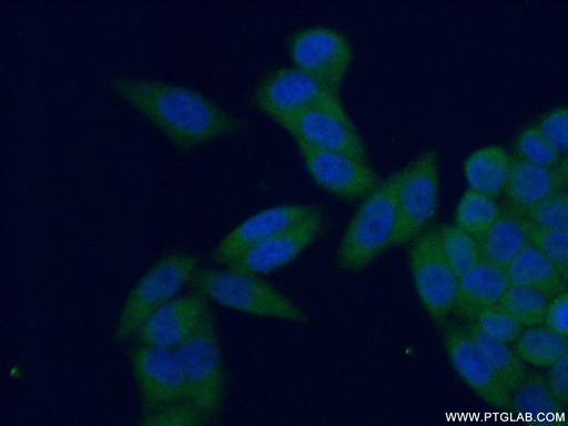 [11943-2-AP-20UL] PSMA4 Polyclonal antibody