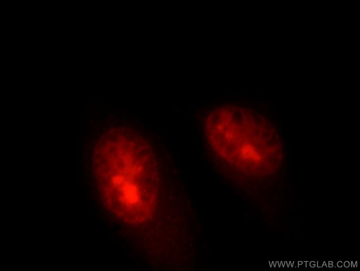 [11955-1-AP-20UL] HELLS Polyclonal antibody