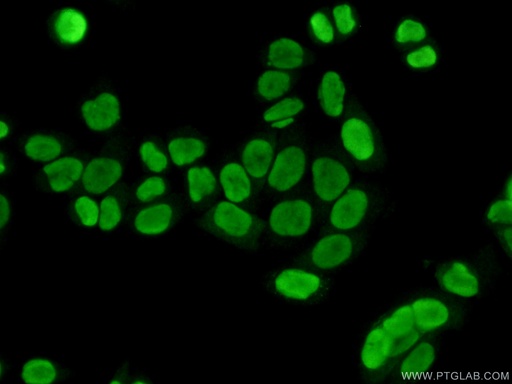 [11956-1-AP-150UL] SUB1 Polyclonal antibody