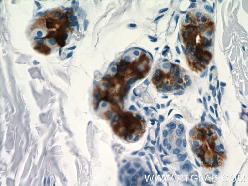 [11985-1-AP-150UL] DCD Polyclonal antibody