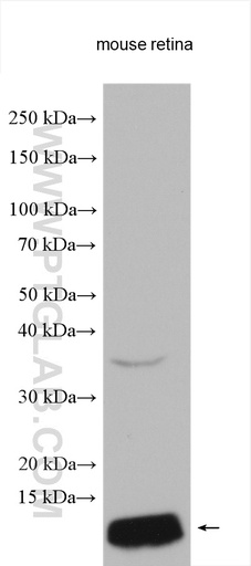 [11988-1-AP-20UL] GNGT2 Polyclonal antibody