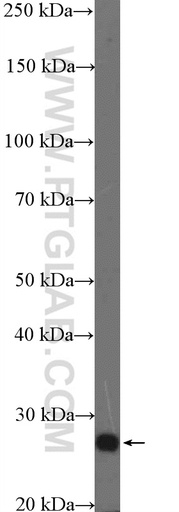 [11993-1-AP-20UL] TCEAL1 Polyclonal antibody