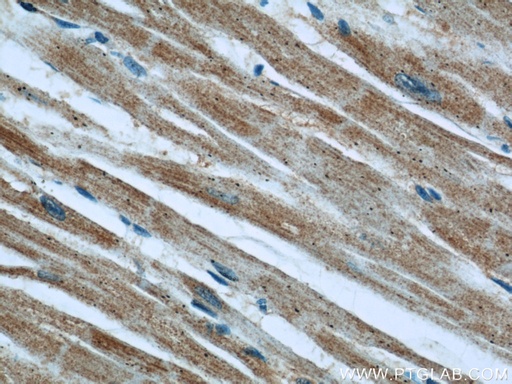 [12004-1-AP-20UL] EFEMP2 Polyclonal antibody