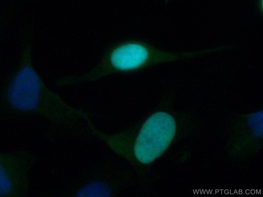 [12024-1-AP-20UL] NUSAP1 Polyclonal antibody