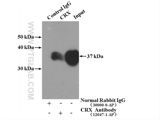 [12047-1-AP-20UL] CRX Polyclonal antibody