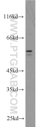 [12056-1-AP-150UL] BRF2 Polyclonal antibody